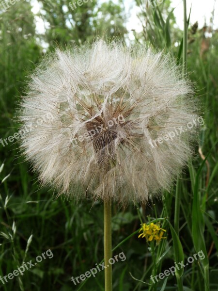 Dandelion Sonchus Oleraceus Meadow Summer Grass