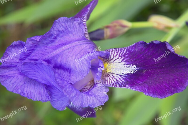 Spring Flowers Purple Close Up Iris