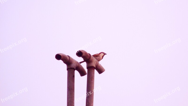 Sparrow Bird Indian Tiny Small