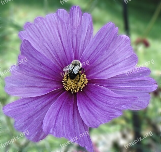 Impatiens Flower Violet Bee Garden