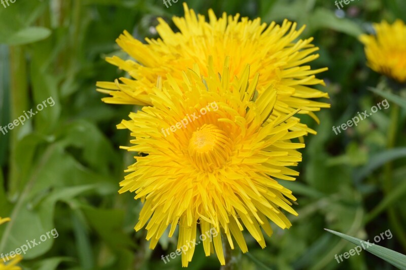 Meadow Flowers Yellow Plants Spring