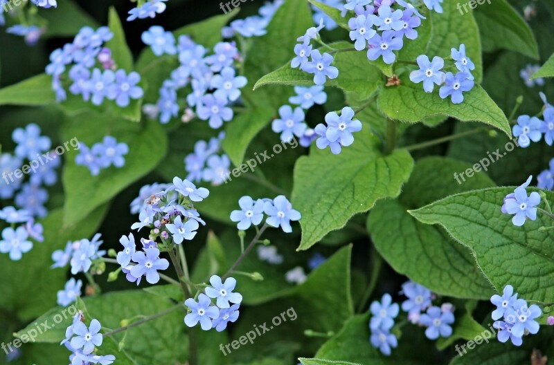 Forget Me Not Flowers Blue Pointed Flower Flower