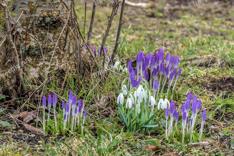 Crocus Snowdrop Spring Flower Nature Signs Of Spring