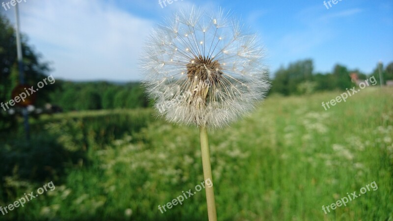 Flower Summer Dandelion Grass Bed