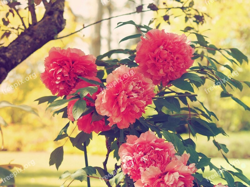 Flowers Peonies Pink Spring Garden