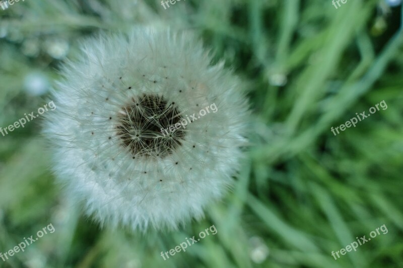 Dandelion Taraxacum Ruderalia Common Dandelion Pointed Flower