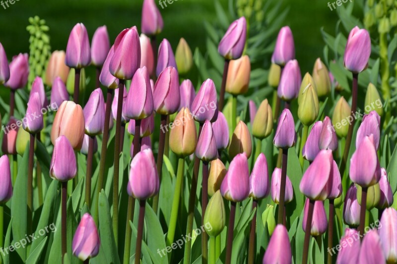 Tulips Tulip Field Tulpenbluete Holland Flowers