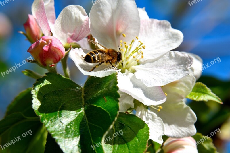 Apple Tree Blossom Bee Insect Pollination Blossom