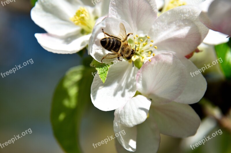 Apple Tree Blossom Bee Insect Pollination Blossom