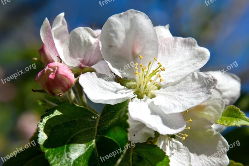 Apple Tree Blossom Blossom Bloom Apple Blossom White