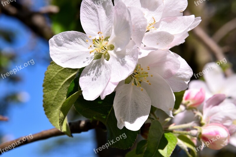 Apple Tree Blossom Blossom Bloom Apple Blossom White