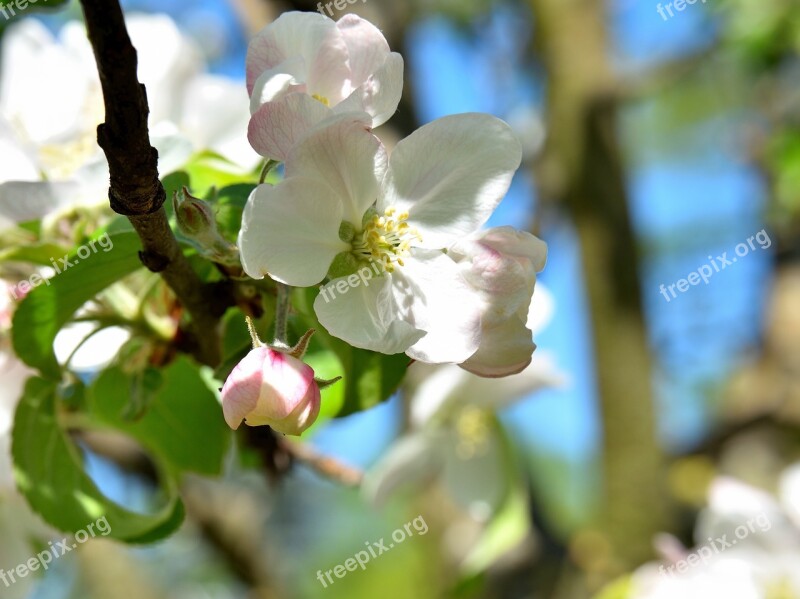 Apple Tree Blossom Blossom Bloom Apple Blossom White