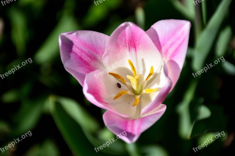 Tulip Close Up Flower Nature White Pink