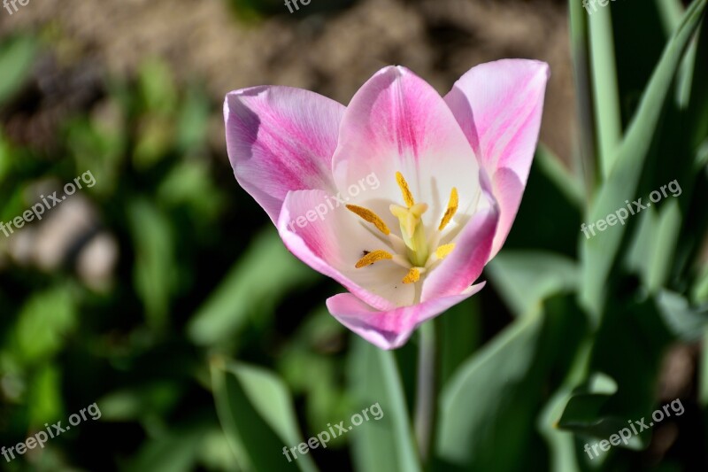 Tulip Close Up Flower Nature White Pink