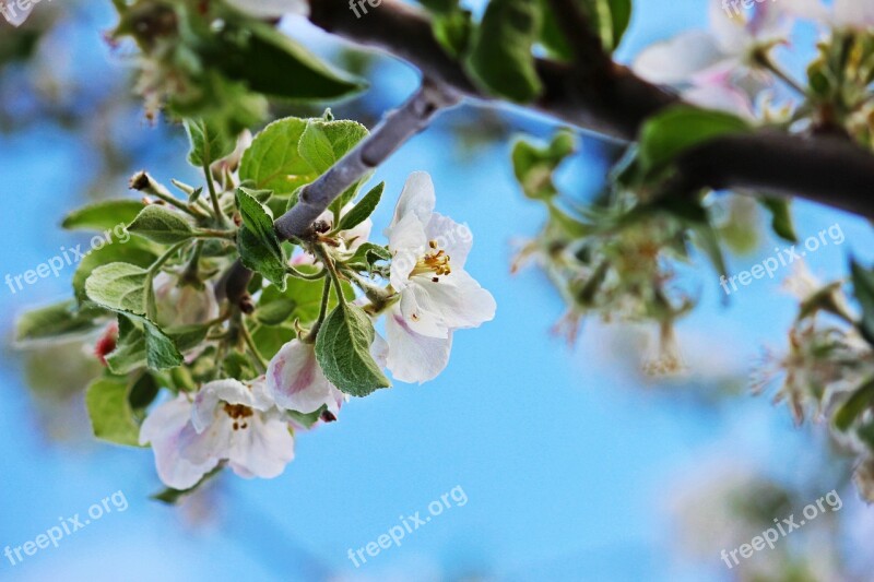 Apple Blossom Spring Nature Blossom Bloom