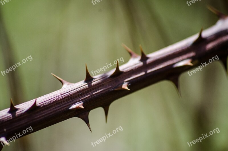 Thorns Nature Plant Natural Flora