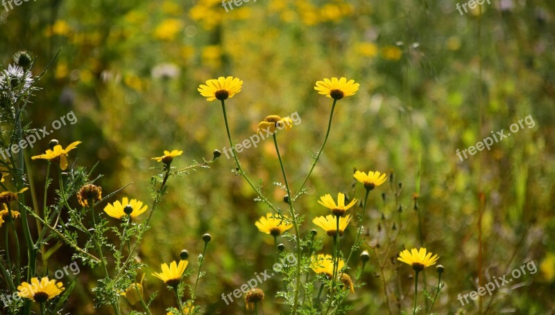 Meadow Flower Meadow Nature Flowers Grass