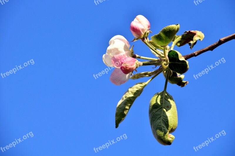 Apple Blossom Blossom Bloom Apple Tree Spring