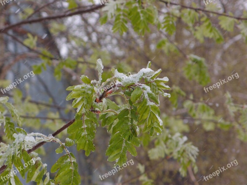 Tree Rowan Element Snow Weather