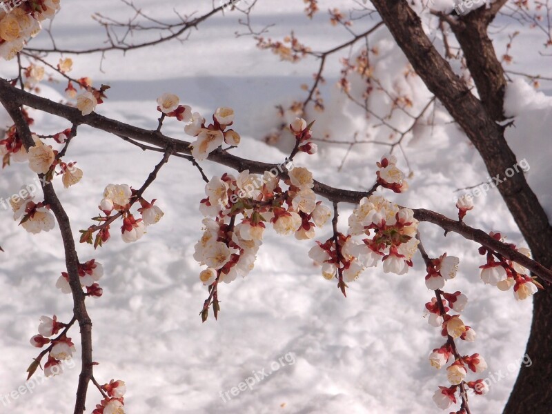 Tree Apricot Element Snow Weather