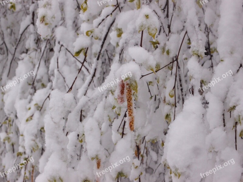 Tree Birch Element Snow Weather