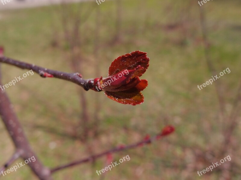 Trees Leaves Red Kidney Young Leaves