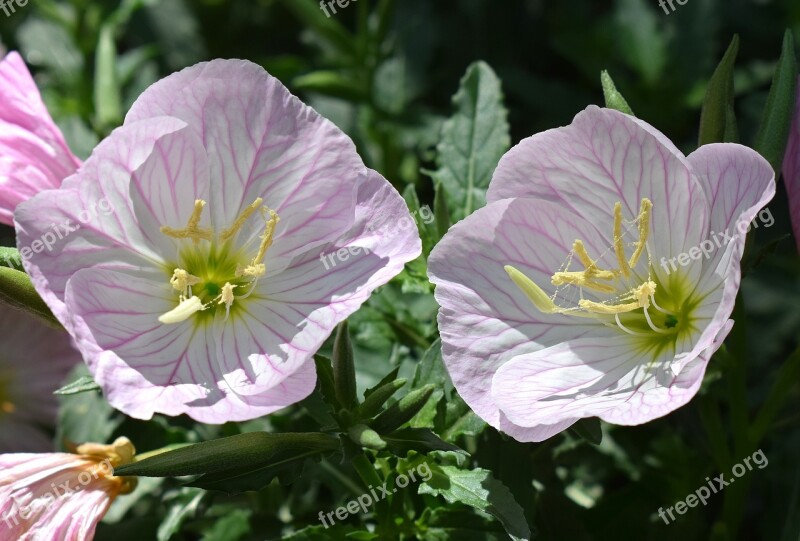 Pink Evening Primrose Oenothera Speciosa Flower Blossom Bloom