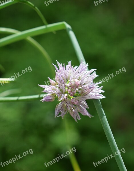 Chives Flower Blossom Bloom Plant