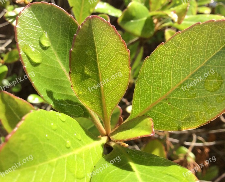 Dew Drop Green Morning Freshness Dew