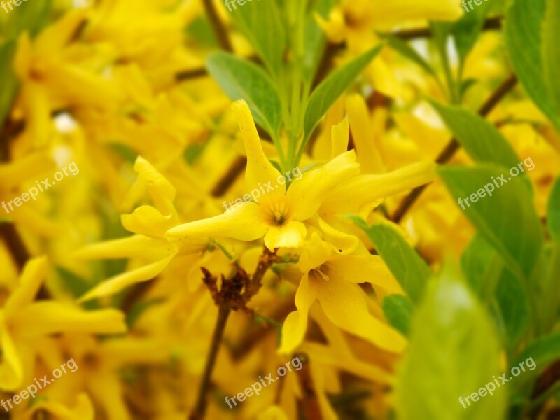 Forsythia Bush Yellow Spring Ornamental Shrub