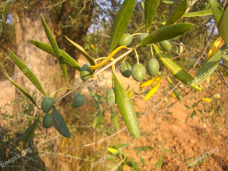 Olive Olive Tree Mediterranean Summer Nature