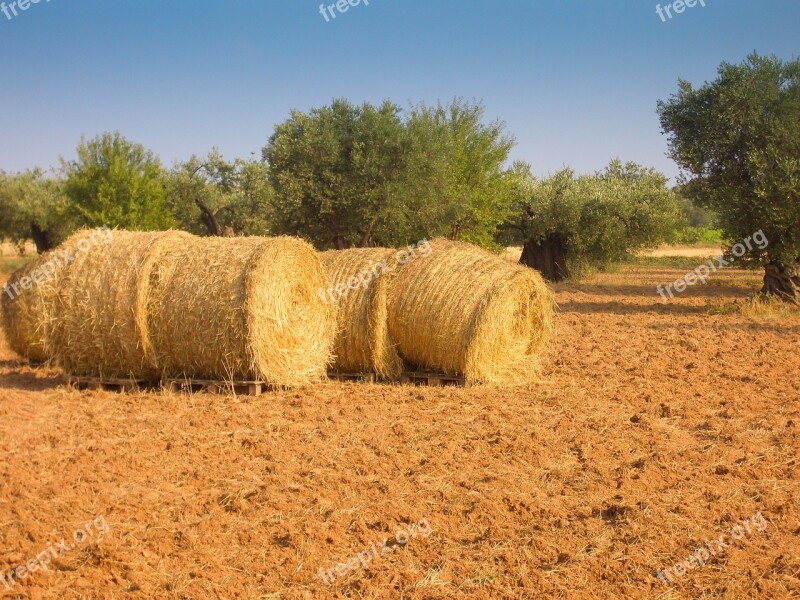 Olive Tree Olive Grove Olive Tree Hay