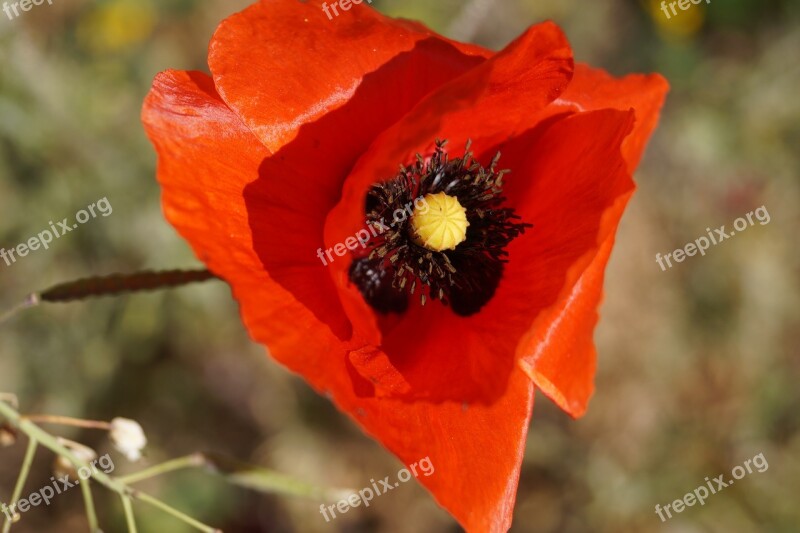 Poppy Flower Flower Red Nature Spring