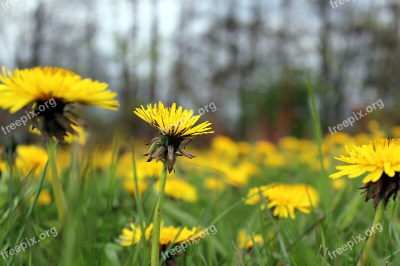 Dandelions Nature Spring Flowers Yellow Flowers