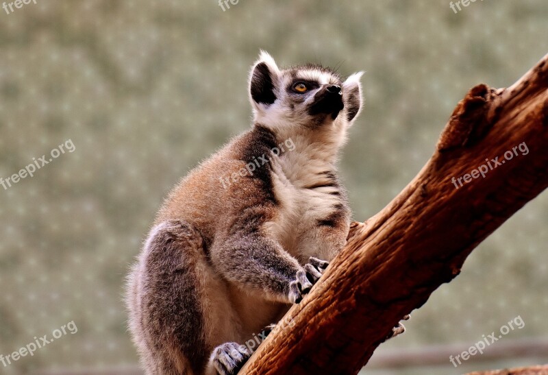 Monkey Lemur Cute Zoo äffchen