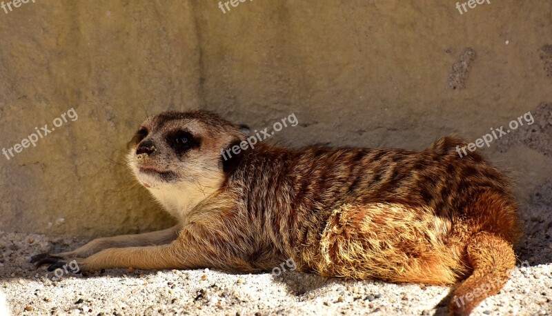 Meerkat Cute Curious Animal Nature