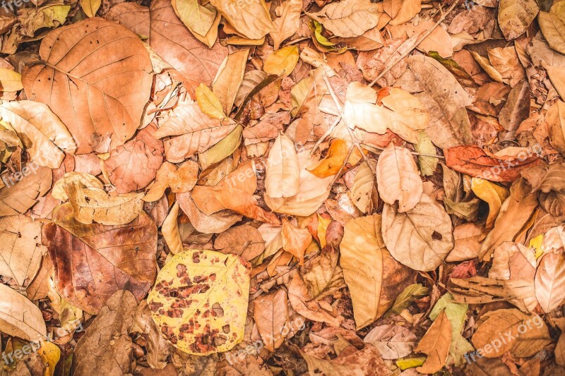 Leaves Vegetation Brown Environment Nature