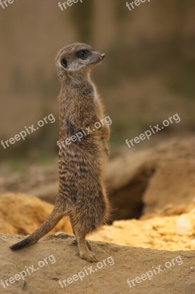 Meerkat Zoo Nature Stand Cute