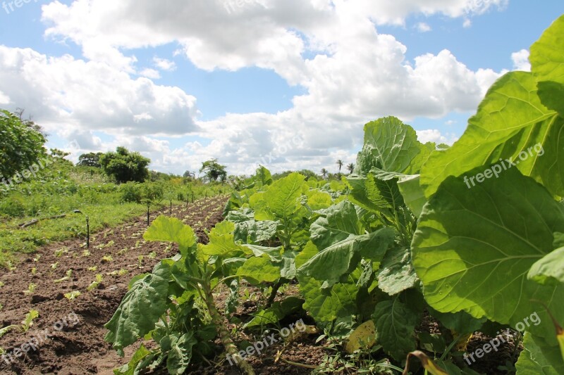 Horticulture Irrigated Organic Agriculture Sergipe Brazil Free Photos