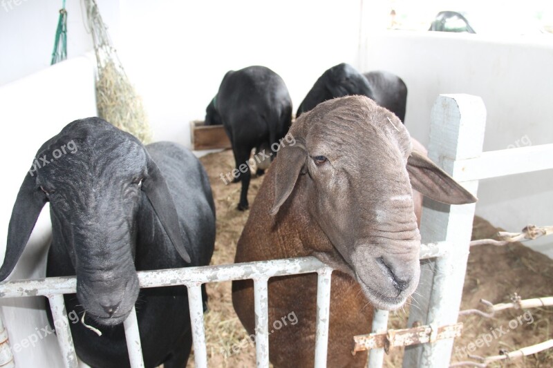 Sheep Santa Inês Sergipe Brazil Free Photos