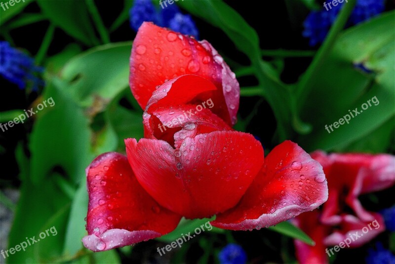 Tulip Red Color Spring Flower