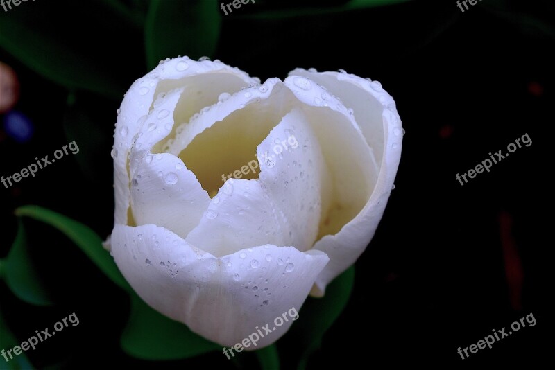 Tulip White Spring Blooming Dew