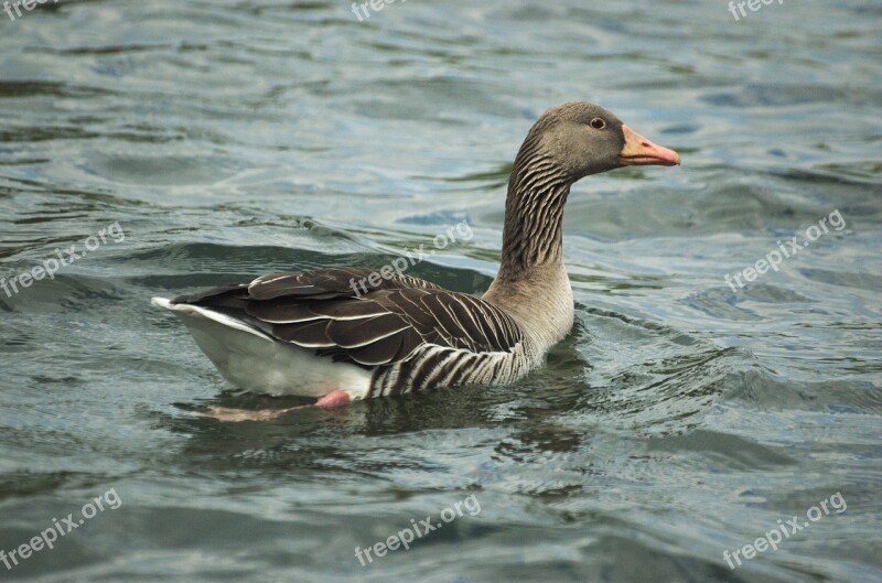 Goose Greylag Goose Bird Water Bird Free Photos