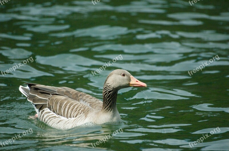 Goose Greylag Goose Bird Water Bird Free Photos