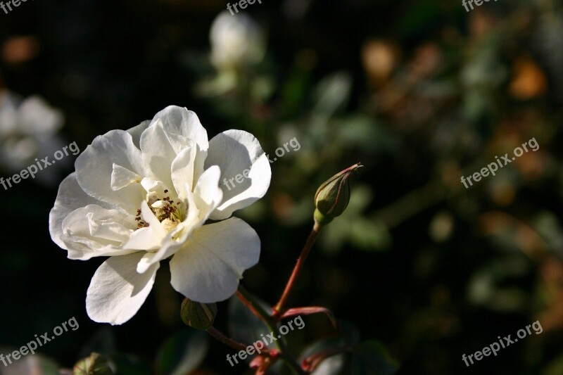 Rose White Blossom Bloom Flower