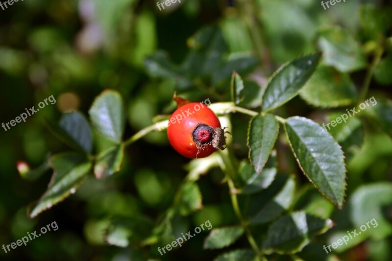 Rose Hip Fruit Red Plant Nature