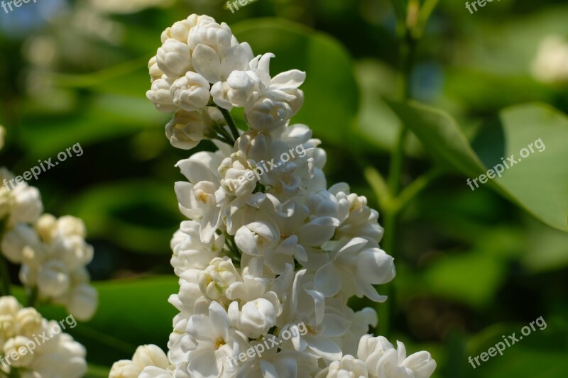 Lilac White Lilac White Spring Plant