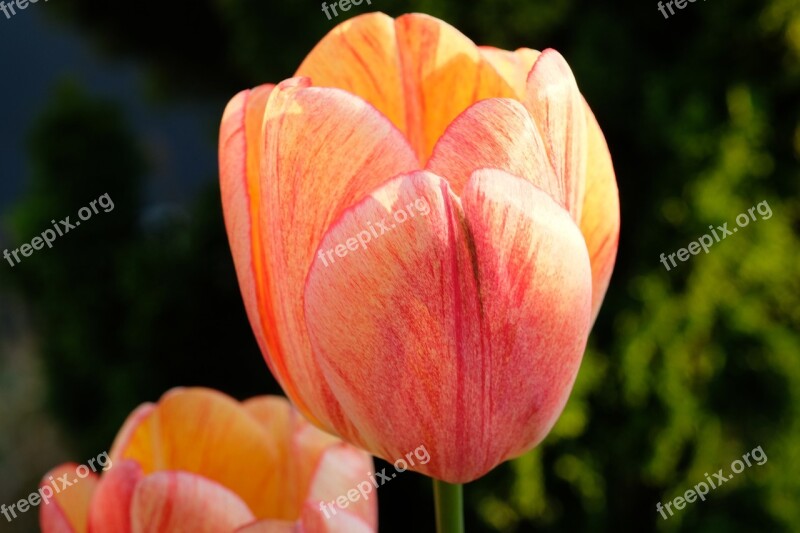 Tulip Flower Spring Flowers Nature