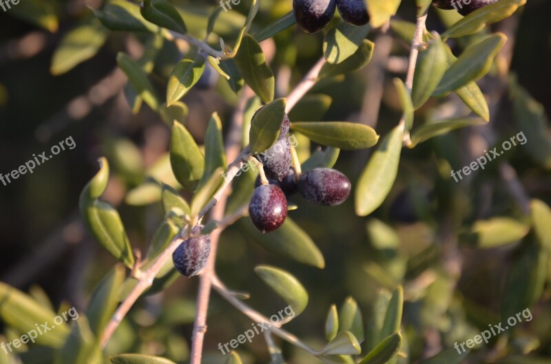 Wild Olive Olives Crazy Olives Free Photos