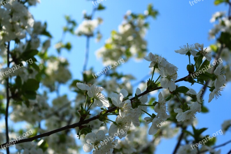 Flowers Bloom Spring Nature Plant